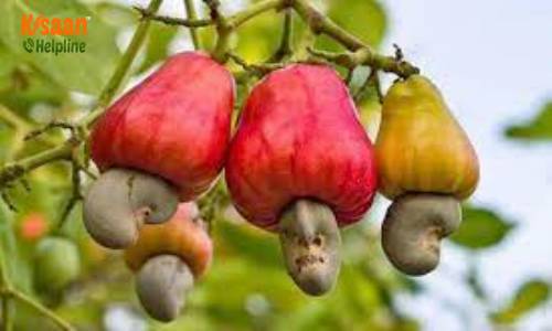 Cashew (काजू )